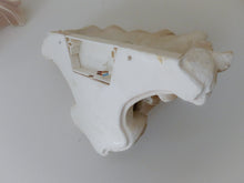 Load image into Gallery viewer, 1980 Gorgeous Vintage PAIR Wall Light Plaster Sconce Shell Classic Antique style