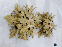 Load image into Gallery viewer, PAIR BANCI Mid Century Murano Ceiling Wall Light Gilded Tole Chandelier