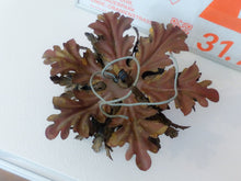 Load image into Gallery viewer, BANCI Mid Century Murano Ceiling Wall Light Gilded Tole Chandelier BAGUES Style*
